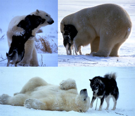 playful-polar-bear-0011.jpg